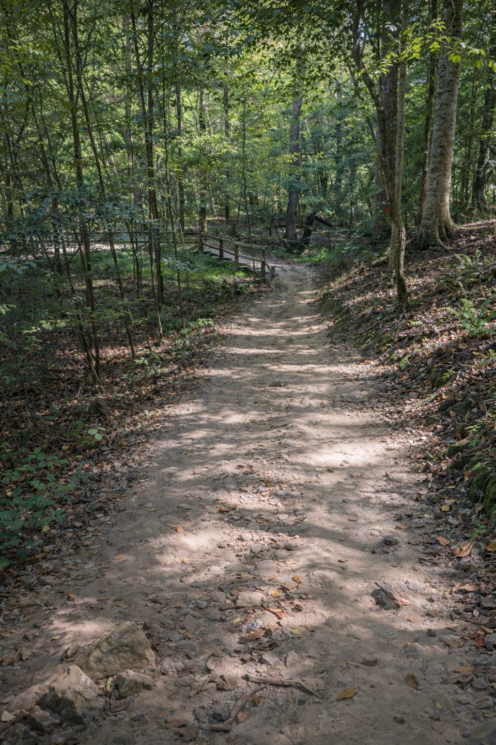 The winding trail path through Umstead State Park forest
